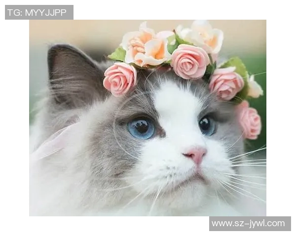 足球明星与他们的猫咪们：可爱宠物背后的故事与趣闻盘点